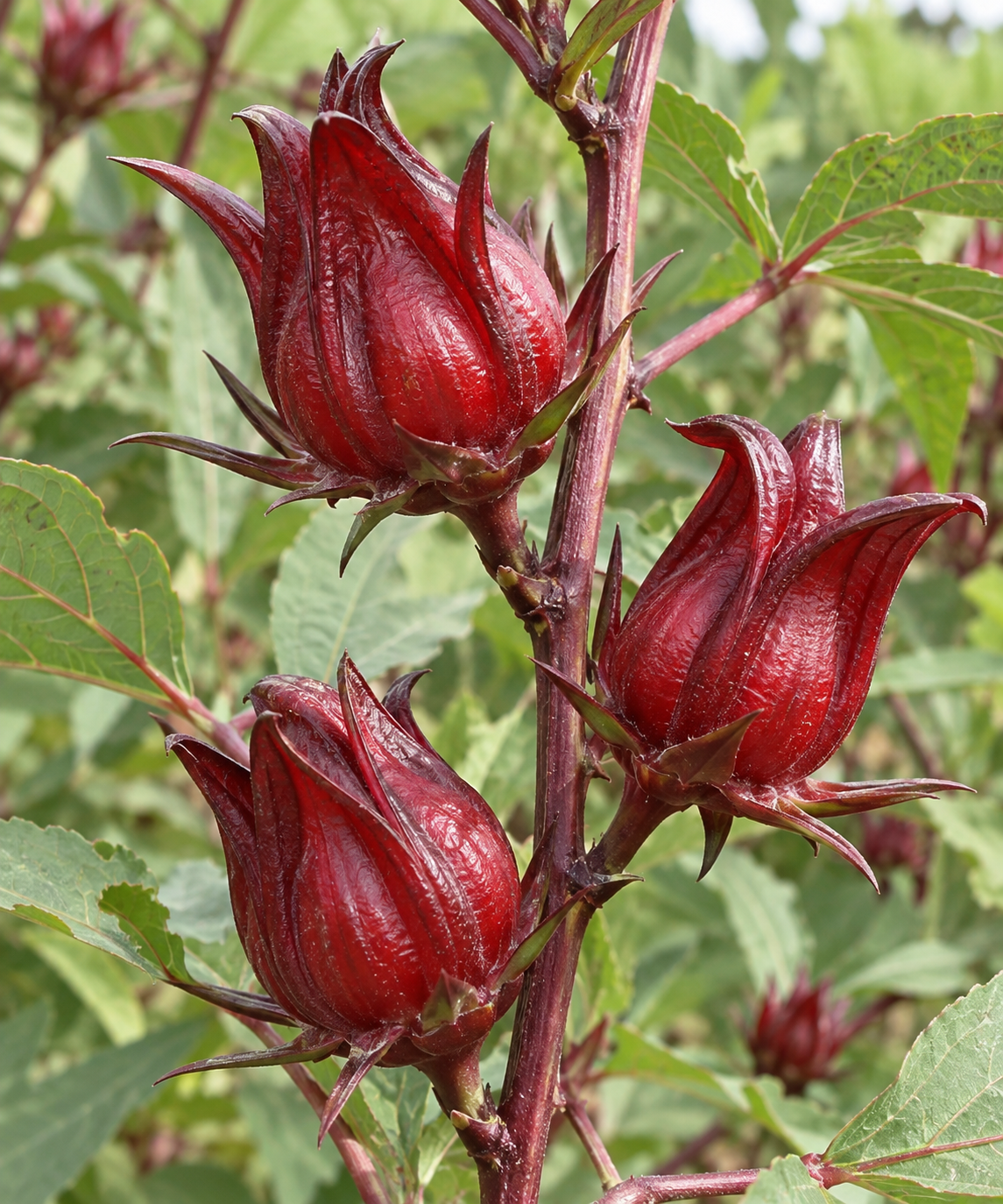Roselle (hibiscus): Crimson calyces